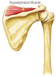 Supraspinatus