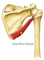 Teres Minor